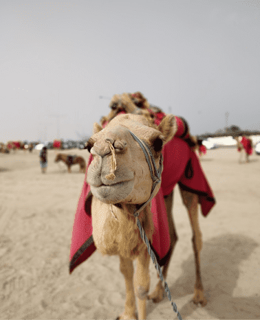 Camel Ride in desert Safari