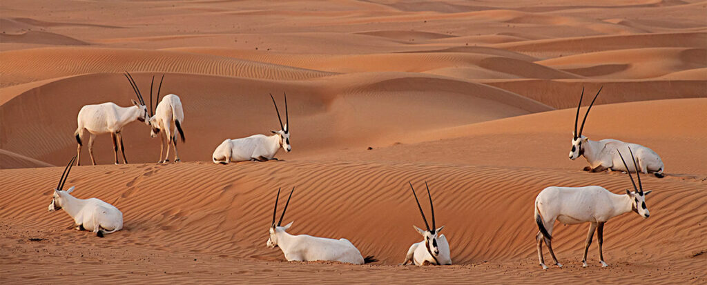 Wildlife in Dubai Desert